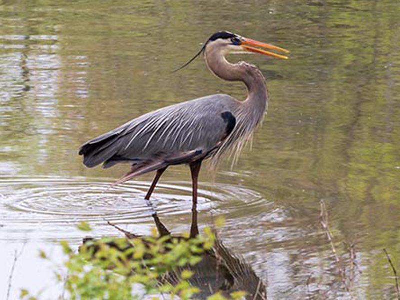 Best of Nashville Radnor Lake Wildlife