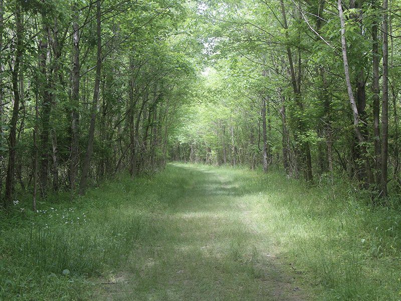 Best of Nashville Shelby Park Primitive Trails